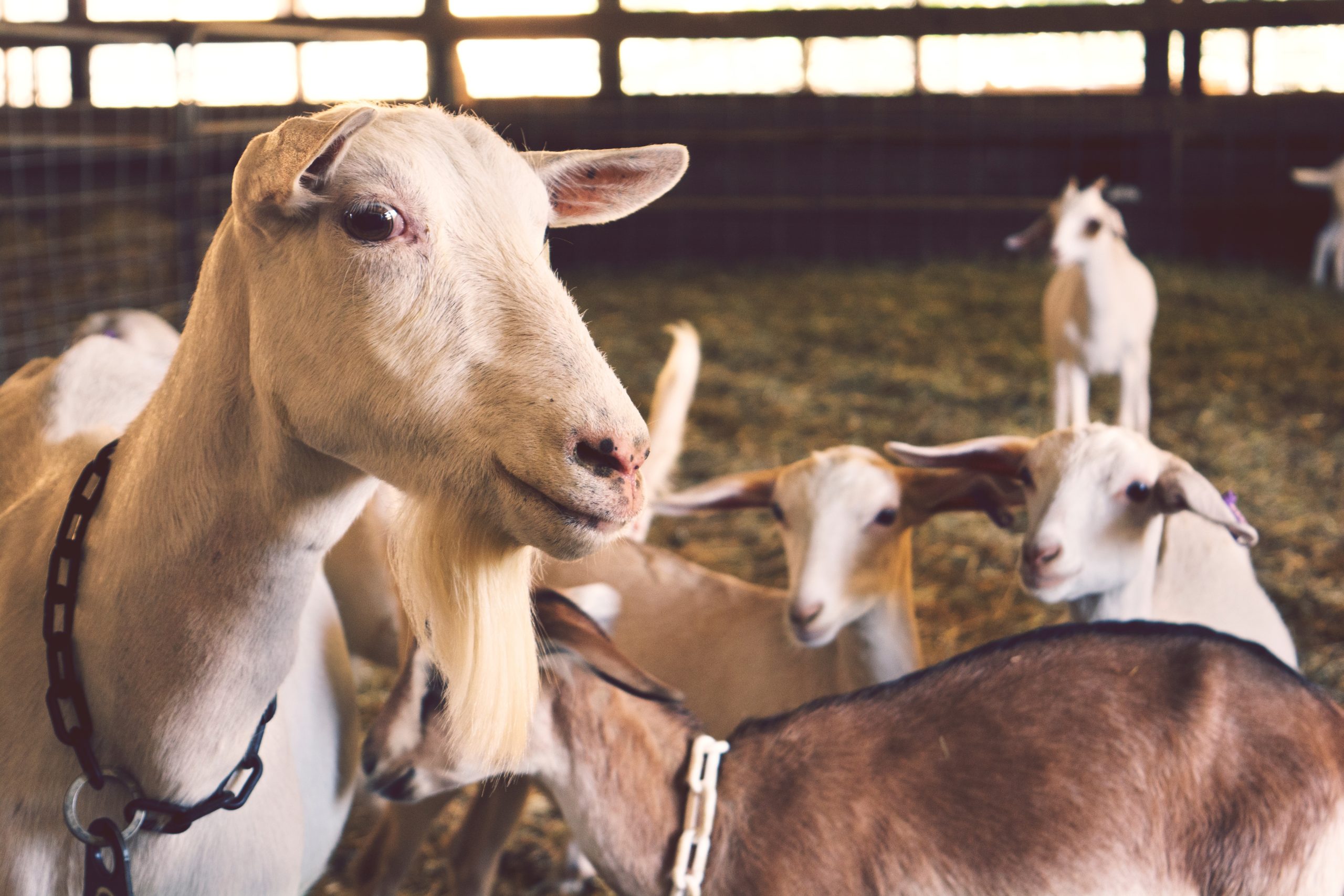 kambing aqiqah qurban batam